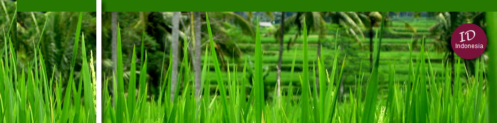 Imagen superior en cabezal de la pagina de viajes a Indonesia